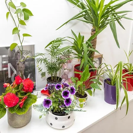 Dokoza In Old Town Appartement *